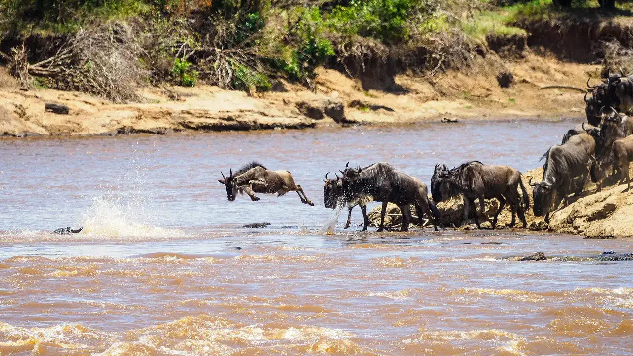 Wildebeest crossing the Mara River
